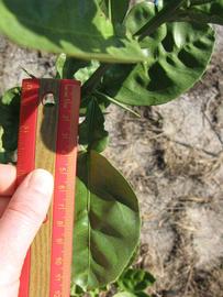              Unifoliolate leaf (Winter Haven, FL)       