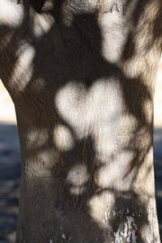            Bark (Riverside, CA)   