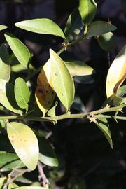              Sun leaves (Riverside, CA)       