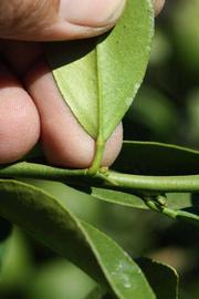              Petiole (Riverside, CA)       