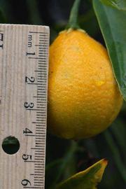            Fruit (Riverside, CA)   