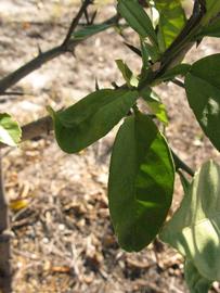            Shade leaves (Winter Haven, FL)   