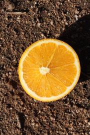            Fruit cross-section (Winter Haven, FL)   