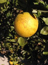            Fruit (Winter Haven, FL)   