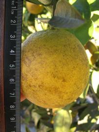            Fruit (Winter Haven, FL)   