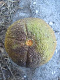            Fruit (Winter Haven, FL)   