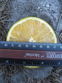            Fruit cross-section (Winter Haven, FL)   