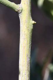              Second - third year twig (Riverside, CA)       