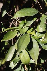            Sun leaves (Riverside, CA)   