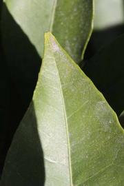              Margin (Riverside, CA)       