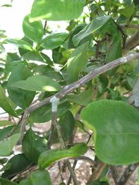              Second - third year twig (Winter Haven, FL)       