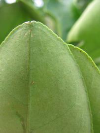              Margin (Winter Haven, FL)       