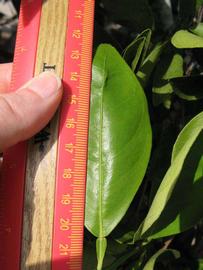              Unifoliolate leaf (Winter Haven, FL)       