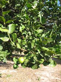            Sun leaves (Thornless Key lime, Winter Haven, FL)   