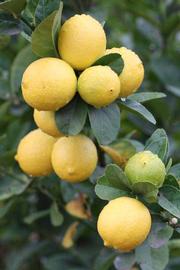            Fruit (Thornless Mexican lime, Riverside, CA)   