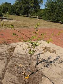              Habit (Winter Haven, FL)       