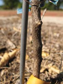              Bark (Winter Haven, FL)       