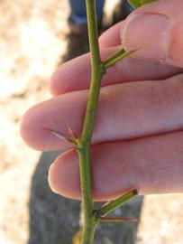              First year twig (Winter Haven, FL)       