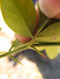              Petiole (Winter Haven, FL)       