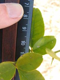            Trifoliolate leaf (Winter Haven, FL)   