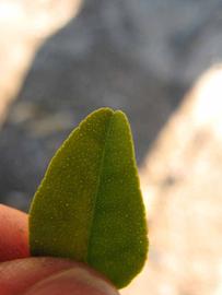              Margin (Winter Haven, FL)       