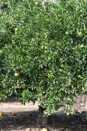            Habit (Riverside, CA)   