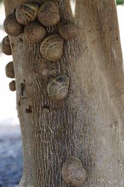            Bark (Riverside, CA)   