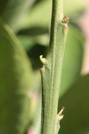            First year twig (Riverside, CA)   