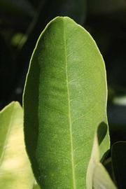              Margin (Riverside, CA)       