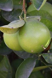            Immature fruit (Riverside, CA)   