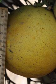            Fruit (Riverside, CA)   