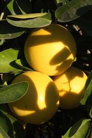            Fruit (Riverside, CA)   