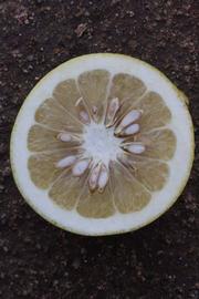            Fruit cross-section (Riverside, CA)   