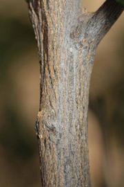              Second - third year twig (Riverside, CA)       