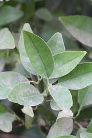              Sun leaves (Riverside, CA)       