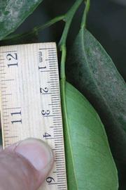              Unifoliolate leaf (Riverside, CA)       