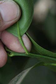              Petiole (Riverside, CA)       