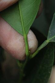              Petiole (Riverside, CA)       