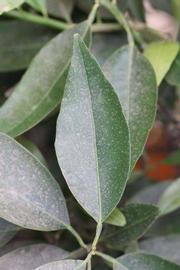              Unifoliolate leaf (Riverside, CA)       