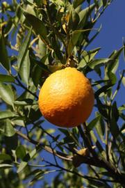            Fruit (Riverside, CA)   