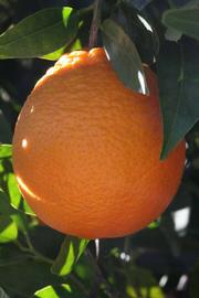            Fruit (Riverside, CA)   