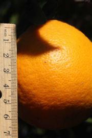            Fruit (Riverside, CA)   