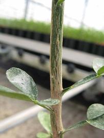              Second - third year twig (Phillip Rucks Citrus Nursery, Frostproof,   FL)       