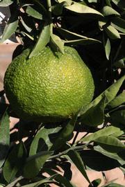            Immature fruit (Riverside, CA)   