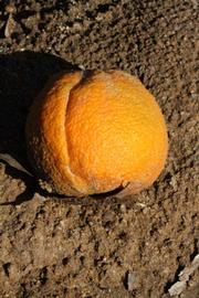            Fruit (Riverside, CA)   