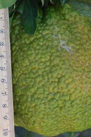            Immature fruit (Riverside, CA)   