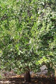            Habit (Riverside, CA)   