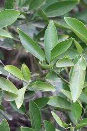              Sun leaves (Riverside, CA)       