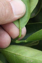              Petiole (Riverside, CA)       