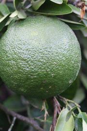            Immature fruit (Riverside, CA)   